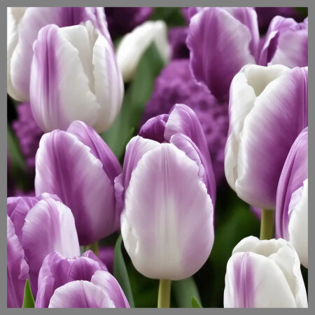 Tipps und Tricks für die Frühjahrs-Gartenpflege - Tipps und Tricks für die Frühjahrs-Gartenpflege