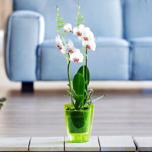Orchideentopf CULTIVA Rund transparent Violett 16 cm Blumentopf Übertopf Kunststoff