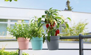 Geli Conny Hängetopf Geländertopf Blumentopf Pflanztop mit Befestigung Pink