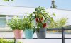 Geli Conny Hängetopf Geländertopf Blumentopf Pflanztop mit Befestigung Pink