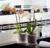 Geli Set Orchideentopf Ø 12 cm inkl. Untersetzer Ø 12 cm Kunststoff Transparent