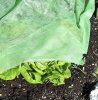 Windhager Gartenvlies Wachstumsvlies Abdeckung Schutzfolie 10x1,5 m Supergrow