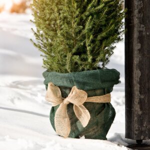 Windhager Jutesack Stoffbeutel Universal Pflanzenschutz Winter 70x100 cm grün