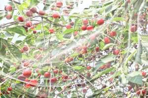 Windhager Gartennetz Baumschutz Kirschessigfliegen Insekten Vögel 4x5 m