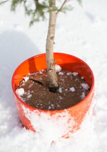 Windhager Cocodisc Mulchscheibe Kokos Pflanzenschutz Frost Kälte Winter Ø 25 cm