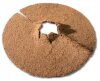 Windhager Cocodisc Mulchscheibe Kokos Pflanzenschutz Frost Kälte Winter Ø 45 cm