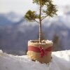 Windhager Thermovlies Jutematte Schutzvlies Winter für Pflanztöpfe 150x38 cm
