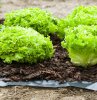 Windhager Unkrautfolie Unkrautvlies Mulchfolie Gartenfolie 15x0,9 m