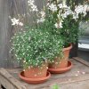 Geli Untersetzer Cylindro taupe Topf Pflanz Blumen Teller rund Kunststoff