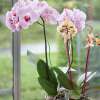 10x Geli Orchideenstab 55 cm verschiedene Farben Pflanzstab
